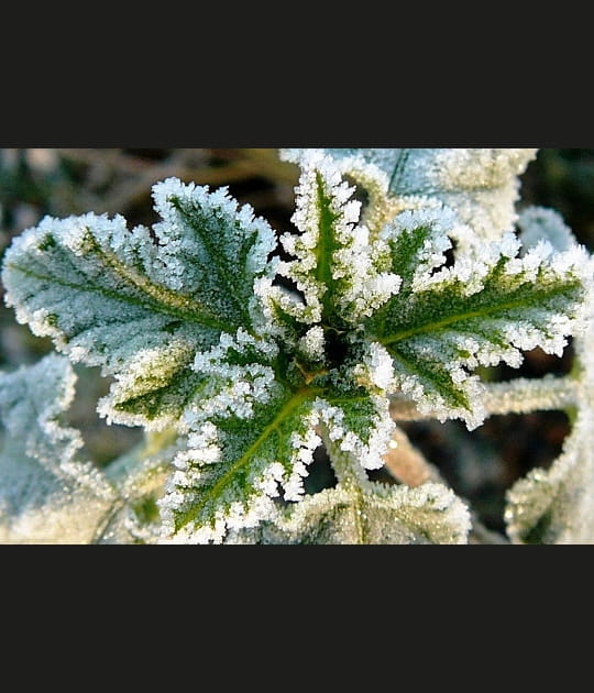 Vert et givre
