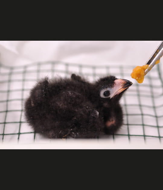 Donner la becqu&eacute;e au touraco vert