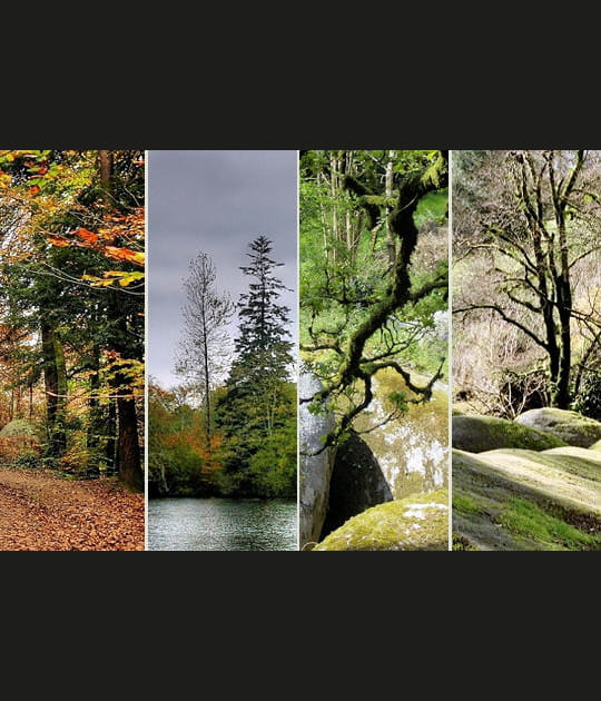 La for&ecirc;t d'Huelgoat
