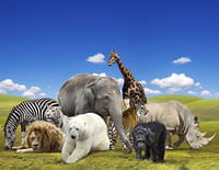 Top 10 des animaux : Les rhinocéros et les chouettes