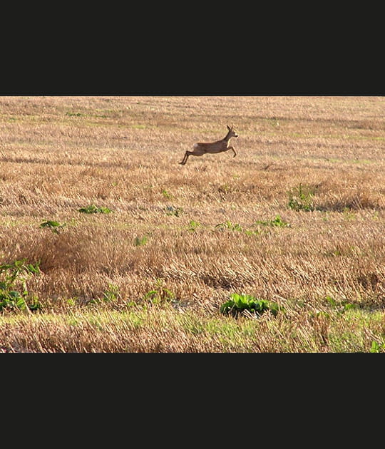 La biche