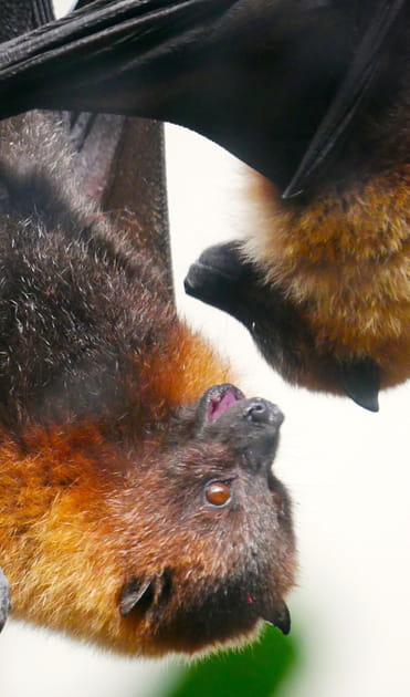 Des chauves-souris partageuses...