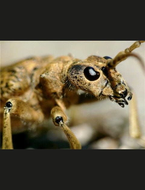 Rhagium mordax