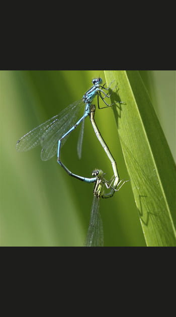 Le c&oelig;ur des demoiselles