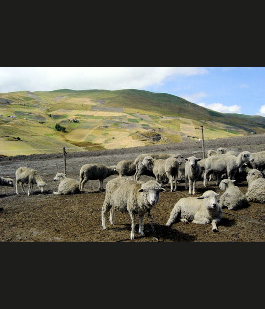 Compagnons de route