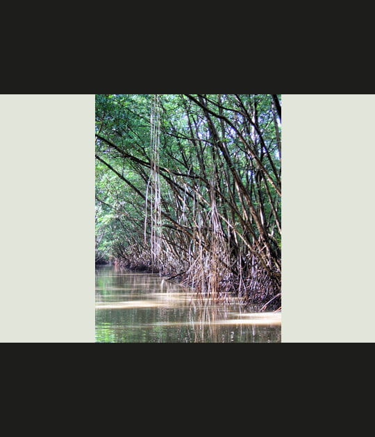Mangrove aux Trois-Ilets, Martinique