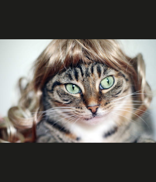 Regardez moi dans les cheveux...