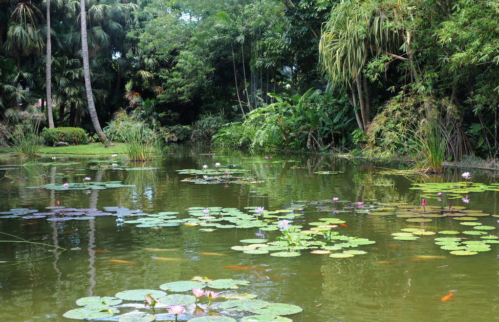 La Karukera, basse-terre de Guadeloupe