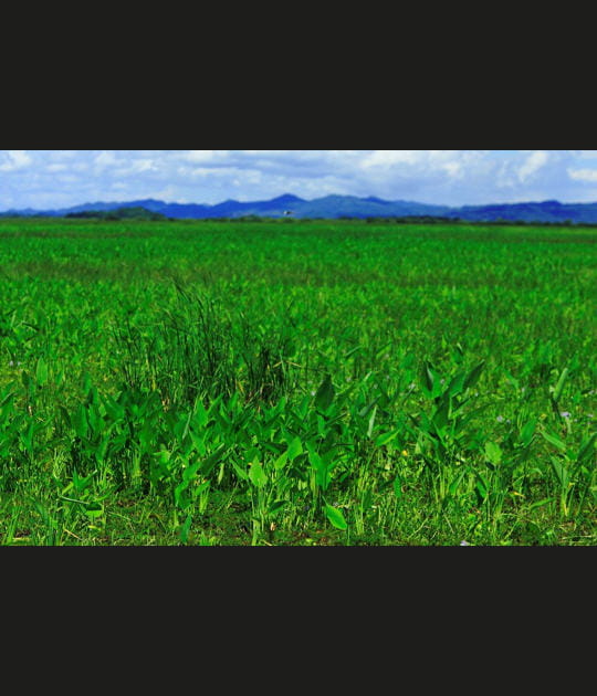 Palo Verde