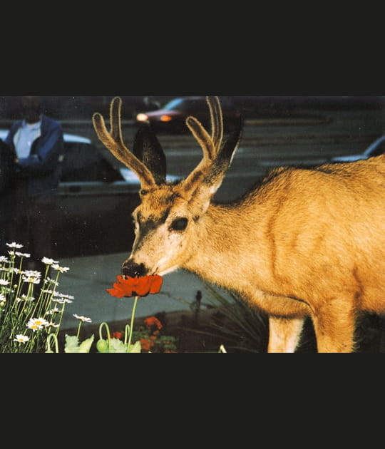 Un wapiti butineur