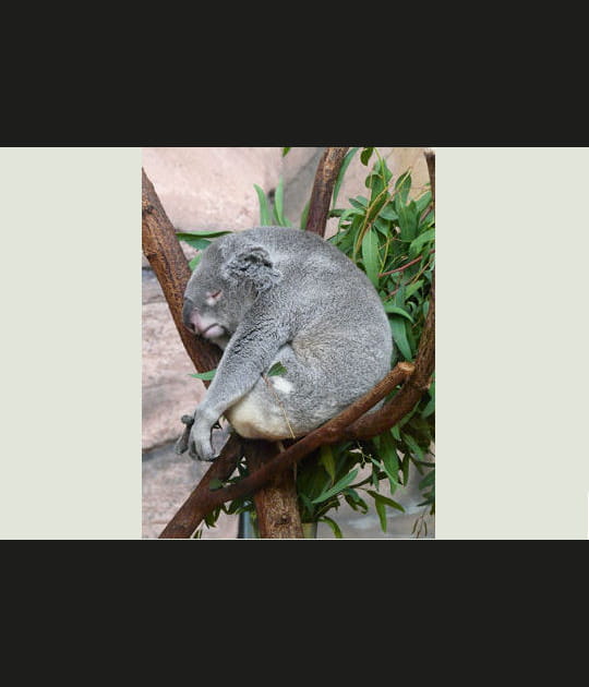 La sieste du koala