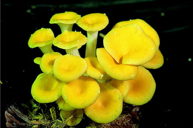 Culture pleurotes jaunes