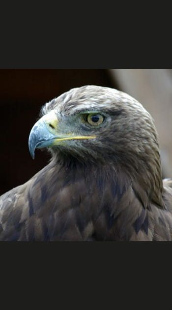 Les aigles de Sciez