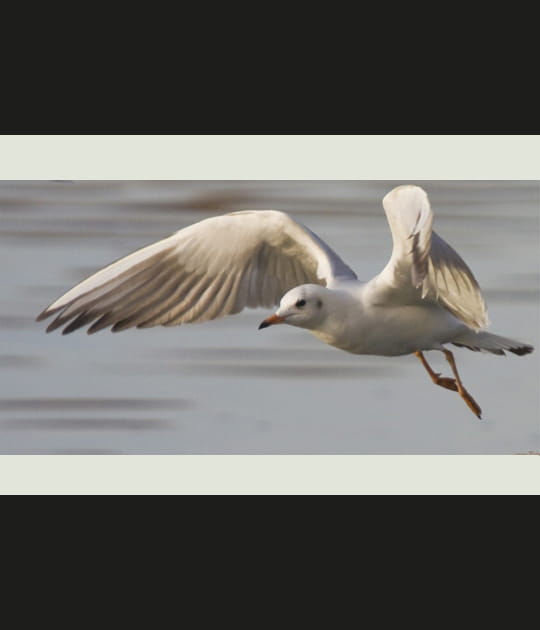 Mouette