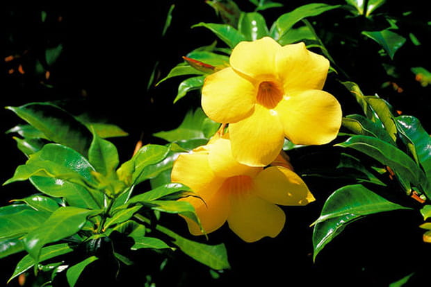 Fleur d'alamanda