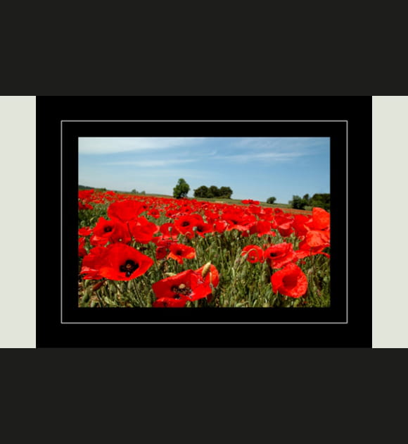 Champs de coquelicots