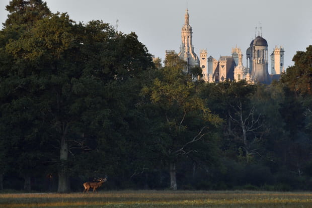 Un château à l'orée de la Sologne
