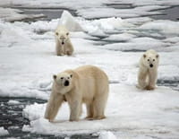 Moi, prédateur : L'ours polaire