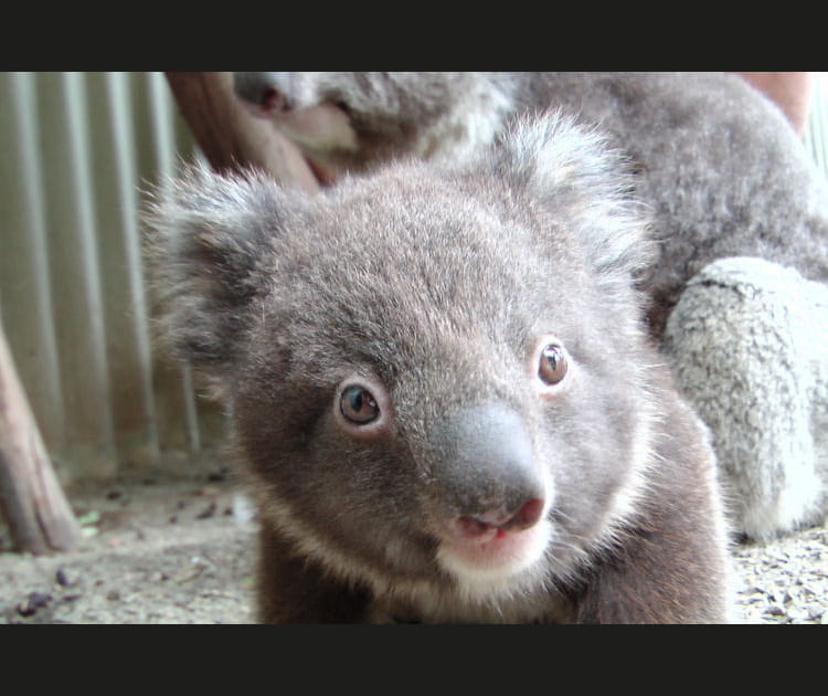 Le koala, ce petit &ecirc;tre fragile
