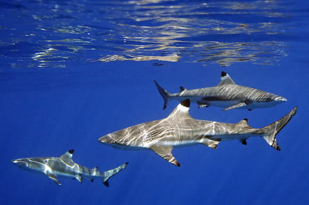 Requins à pointes noires dans le lagon