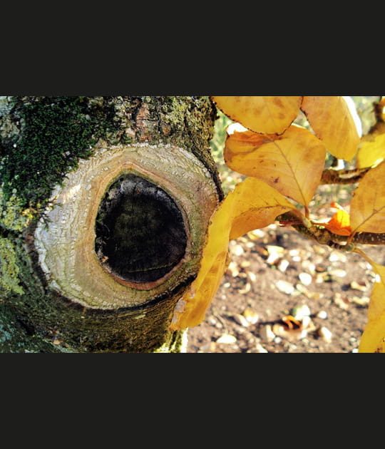 L'&oelig;il de la for&ecirc;t