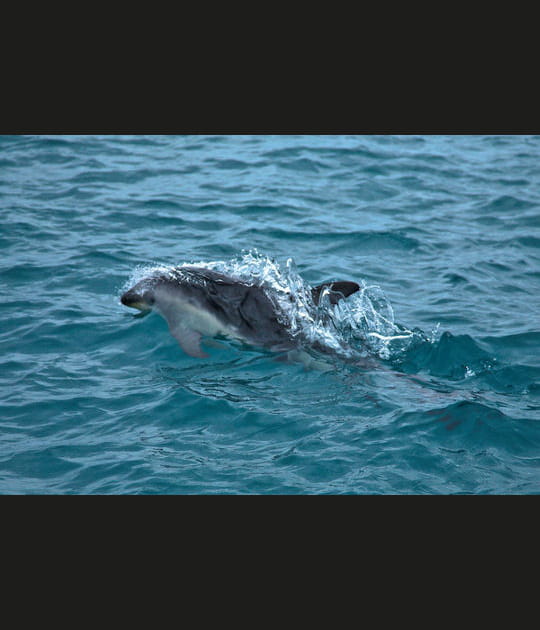 Le dauphin de Fitzroy