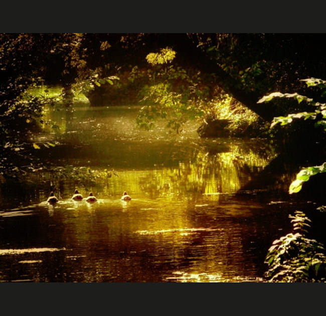 Balade paisible sur l'eau