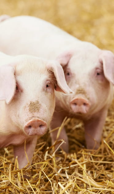 Des cochons dou&eacute;s de compassion
