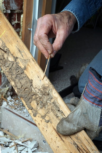 Comment savoir si on a des termites chez soi&nbsp;?