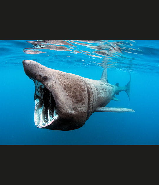 Le requin p&egrave;lerin