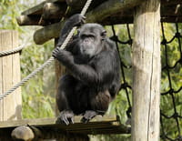 Une saison au zoo