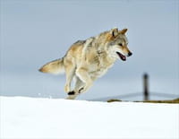 L'odyssée du loup
