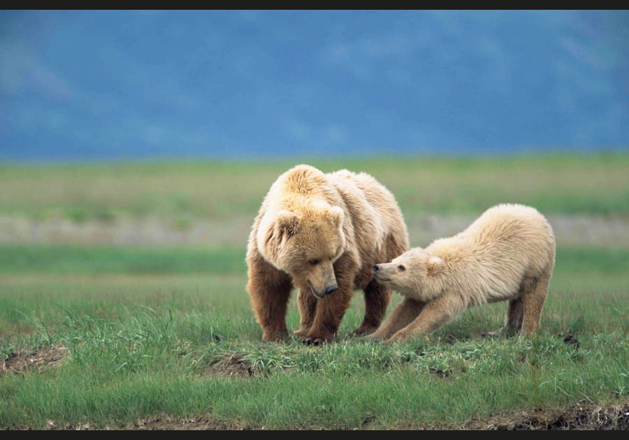 B&eacute;b&eacute; grizzly et sa maman