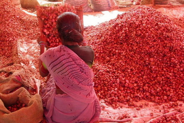 Pétales de rose en Inde du Sud