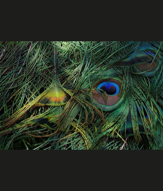 Oeil de paon