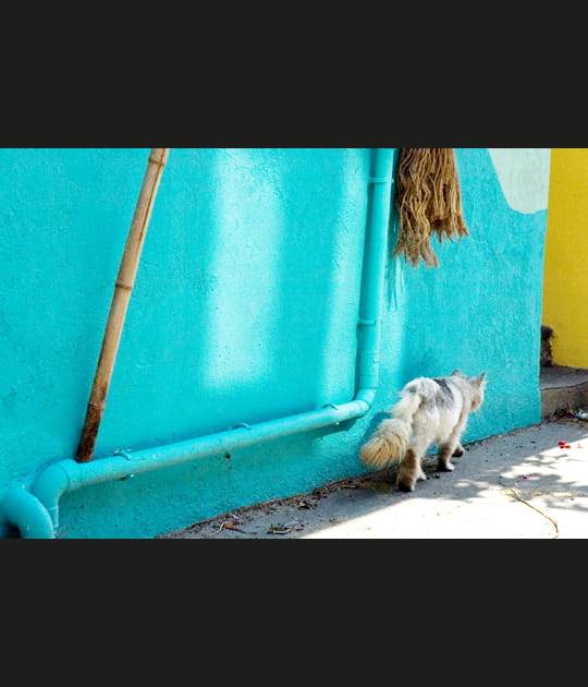 Le chat bleu