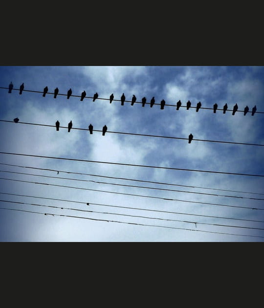 Le rendez-vous des oiseaux