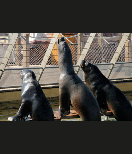 Le d&eacute;jeuner des otaries