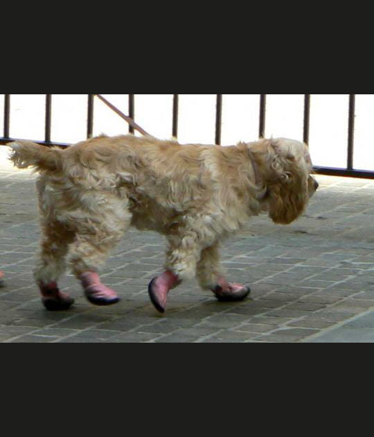 Petits chaussons