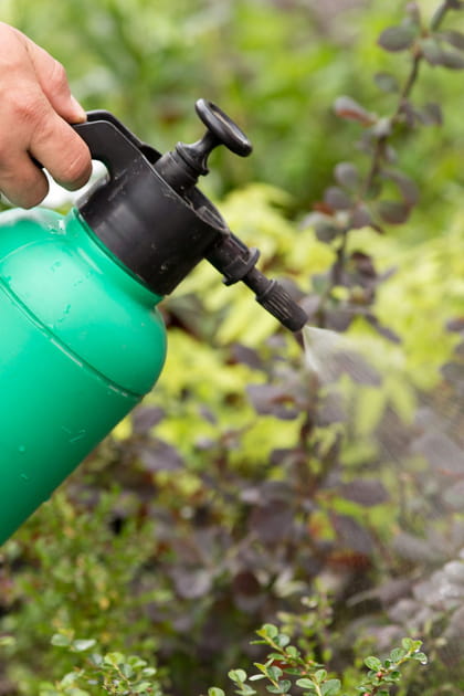 Comment se d&eacute;barrasser des punaises dans le jardin&nbsp;?