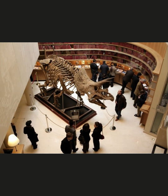 Triceratops &agrave; vendre