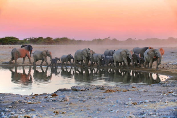 Le parc national d'Etosha en Namibie