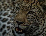 Afrique : à la vie, à la mort