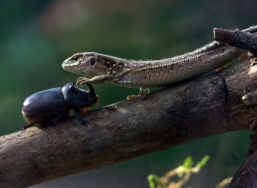 Scarab&eacute;e contre L&eacute;zard