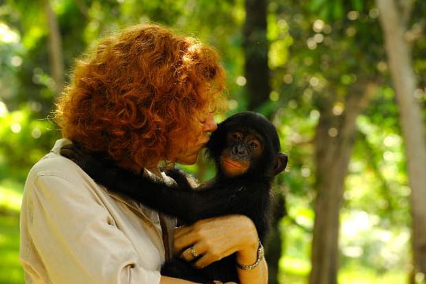 Claudine André, une passion pour les bonobos