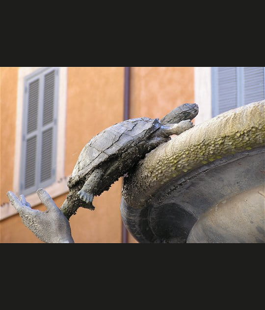Allez tortue, grimpe&nbsp;!