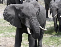 Eléphants, les chemins de la liberté