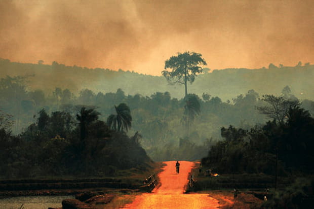 Incendie dans la forêt