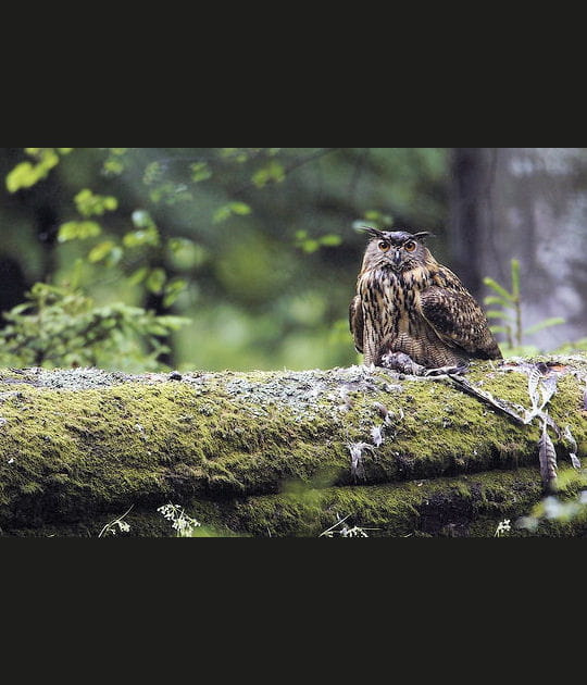 Ph&eacute;nix sur un tronc d'arbre mort