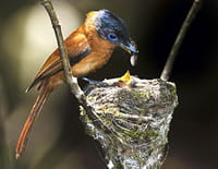Madagascar : Des paradis perdus